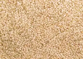 बदलते मौसम में सर्दी, खांसी और जोड़ों के दर्द से हैं परेशान तो एक छोटा सा बीज आपको बना देगा ताकतवर.