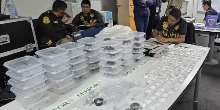 दक्षिण कोरियाई व्यक्ति को पेरू में जंगली जानवर तस्करी के आरोप में गिरफ्तार किया गया