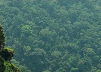 केरल: एर्नाकुलम के घने जंगल में लापता हुई तीन महिलाओं को 14 घंटे की तलाश के बाद बचाया गया