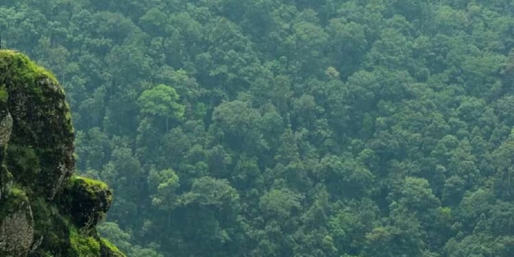 केरल: एर्नाकुलम के घने जंगल में लापता हुई तीन महिलाओं को 14 घंटे की तलाश के बाद बचाया गया