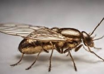 डेंगू पर काबू पाने का अनोखा तरीका: मच्छरों की सुनने की क्षमता खत्म करें