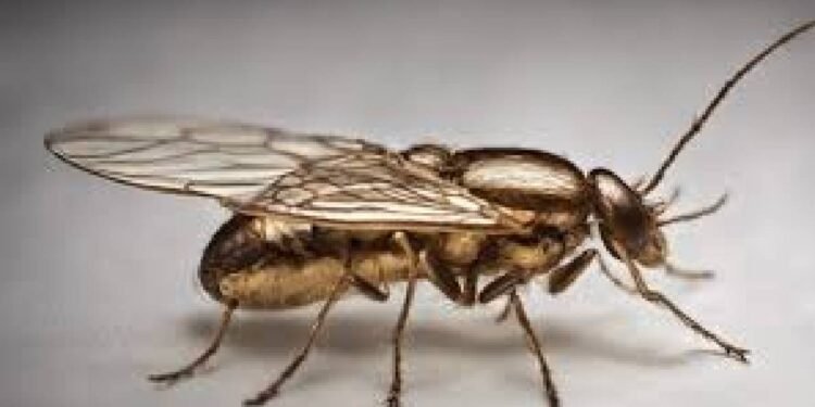 डेंगू पर काबू पाने का अनोखा तरीका: मच्छरों की सुनने की क्षमता खत्म करें