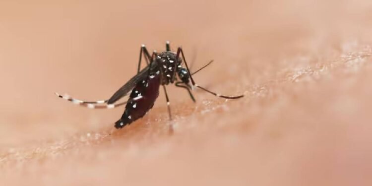 वैज्ञानिकों ने मच्छरों से फैलने वाली बीमारियों को नियंत्रित करने के लिए एक नया तरीका विकसित किया है
