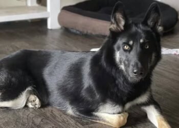 फ्लोरिडा की कुतिया एथेना एक सप्ताह के रोमांच के बाद घर लौटी, क्रिसमस की पूर्व संध्या पर दरवाजे की घंटी बजाई