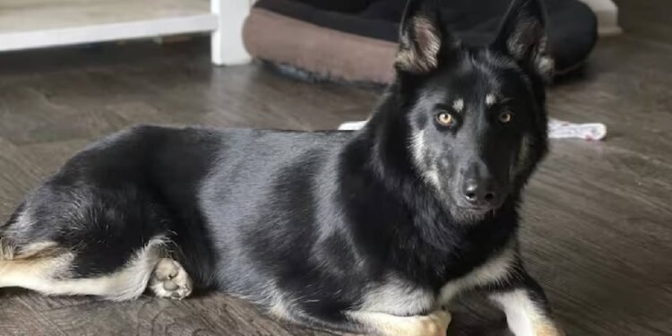 फ्लोरिडा की कुतिया एथेना एक सप्ताह के रोमांच के बाद घर लौटी, क्रिसमस की पूर्व संध्या पर दरवाजे की घंटी बजाई