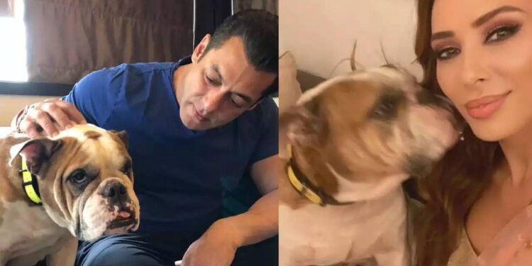 सलमान खान के पालतू कुत्ते टोरो की मौत, अफवाह फैलाने वाली गर्लफ्रेंड यूलिया वंतूर ने दी भावपूर्ण श्रद्धांजलि: तुम हमेशा हमारे साथ रहोगे