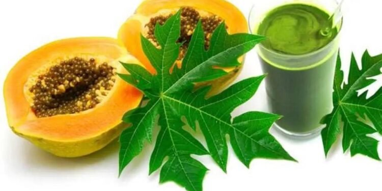 हफ्ते में एक बार पिएं पपीते के पत्ते का जूस, शरीर में होंगे 8 बदलाव, हर कोई पूछेगा हाल-चाल