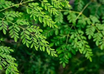 हाई ब्लड प्रेशर और कोलेस्ट्रॉल को कंट्रोल करने में मददगार हैं मोरिंगा की पत्तियां, जानें और भी फायदे