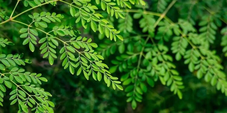 हाई ब्लड प्रेशर और कोलेस्ट्रॉल को कंट्रोल करने में मददगार हैं मोरिंगा की पत्तियां, जानें और भी फायदे