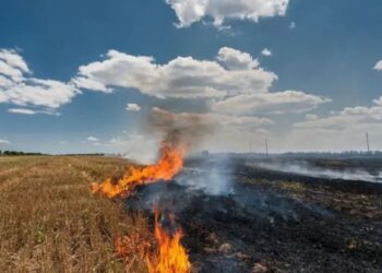 पराली नहीं जली, इतिहास बना पंजाब ने किसान और सरकार की साझेदारी से देश को नई दिशा दी