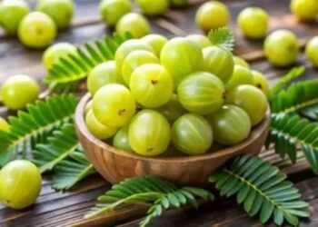 सर्दियों में आंवला सेहत का खजाना, एक्सपर्ट ने बताया इसे खाने का सबसे सही तरीका