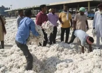 पंजाब सरकार के दखल से कपास दाम बढ़े, किसानों को भारी नुकसान से मिली बड़ी राहत