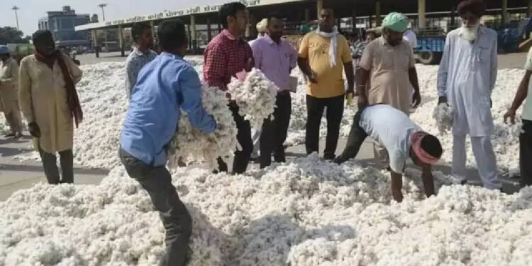 पंजाब सरकार के दखल से कपास दाम बढ़े, किसानों को भारी नुकसान से मिली बड़ी राहत