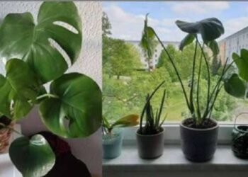 घर में पानी रखने की सही दिशा क्या है, जानिए कैसे बदल सकती है आपकी किस्मत