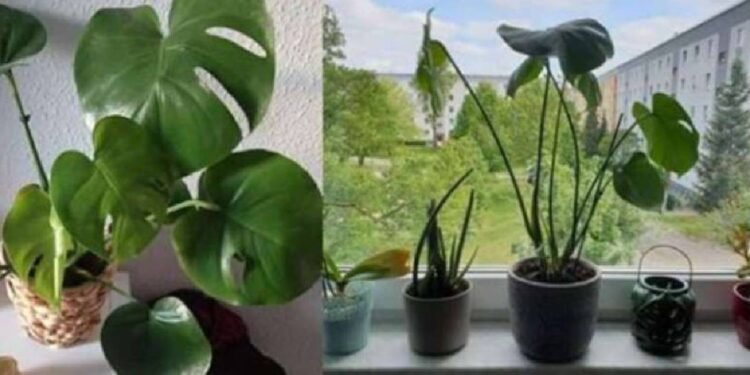 घर में पानी रखने की सही दिशा क्या है, जानिए कैसे बदल सकती है आपकी किस्मत