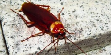 बिना केमिकल के घर से कीड़े-मकोड़े भगाने के आसान घरेलू नुस्खे, बिना खर्च के असरदार उपाय